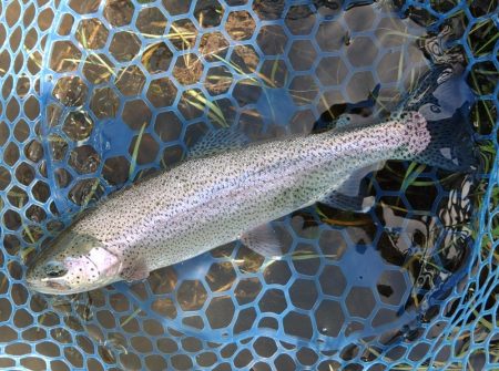 ひれピンニジマス連発！ ～フィッシング母袋…